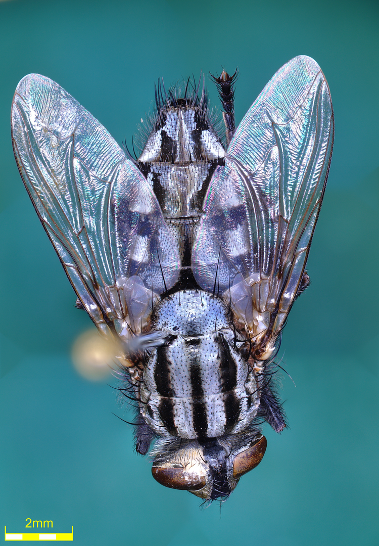 Studying flies using a digital microscope