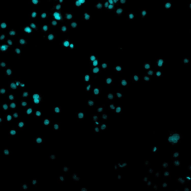 Nuclei visualized through DAPI staining