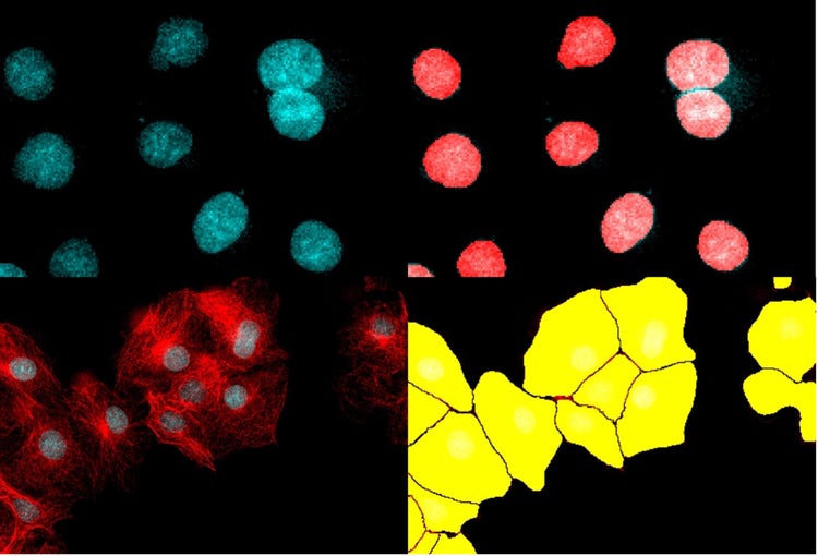 Instance segmentation of nuclei and cells using deep learning