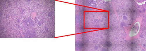 Figure 4 – The shading (nonuniformity of light intensity) stands out with image stitching (right); it is less obvious in the individual FOV image (left).