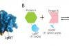 Imaging Intracellular Localization of Protein-to-Protein Interactions Using NanoBiT® Technology